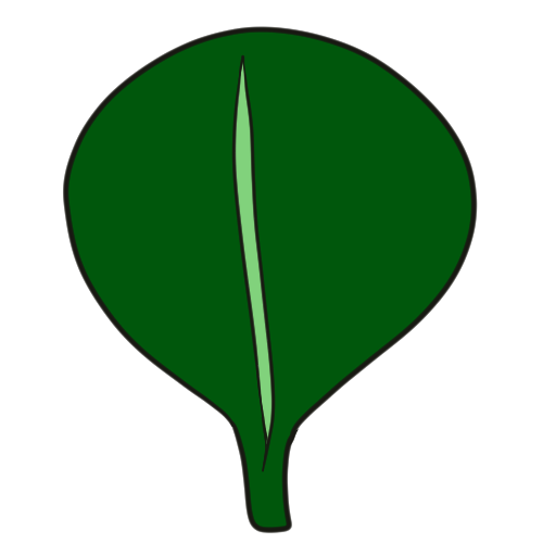 a ovate leaf.